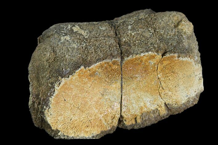 Fossil Hadrosaur Phalange (Toe) Bone - Aguja Formation, Texas #116588